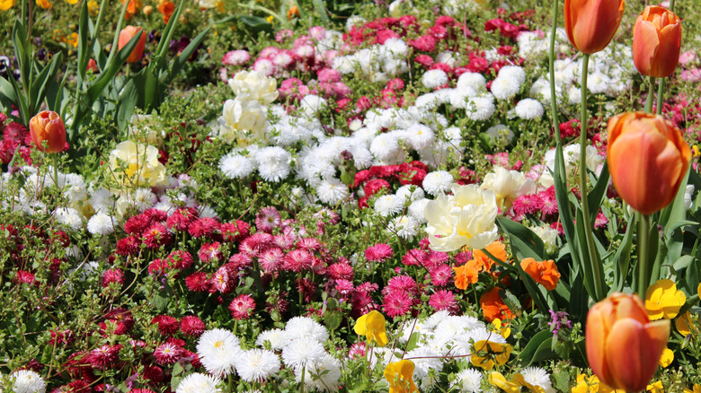 Various types of flowers grow crowded together