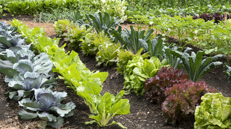 Varieties of lettuce grow in a home vegetable garden