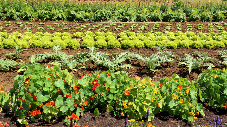 A large vegetable garden