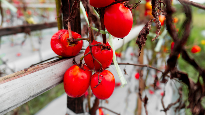 Tomatoes rot on the vine against a wooden trellis