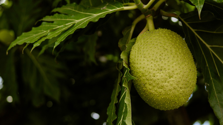 A breadfruit on a tree.