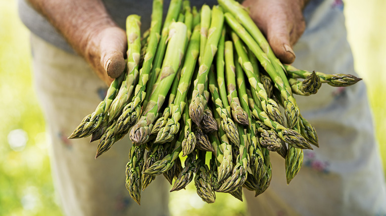 Hands holding bunch of fresh-picked asparagus