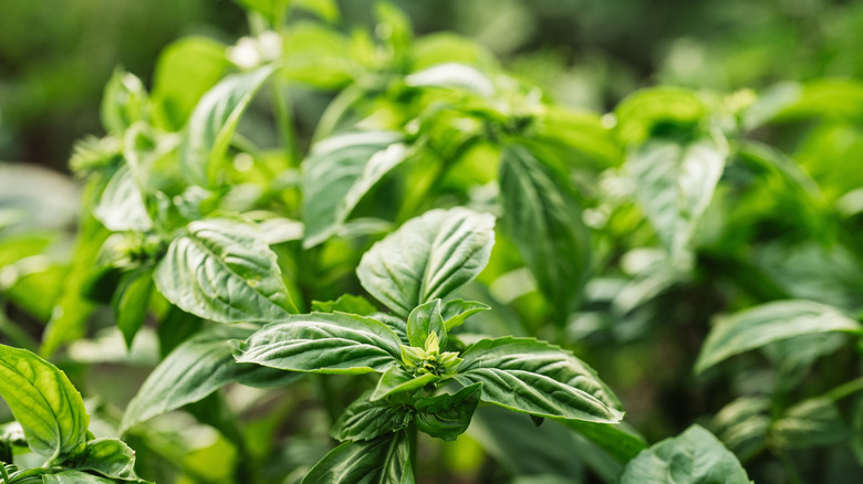 Fresh green basil plants growing