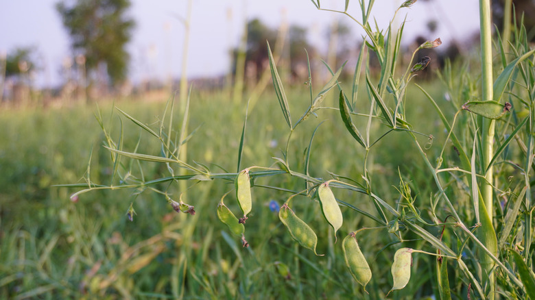 Legume plant with green pods in a field