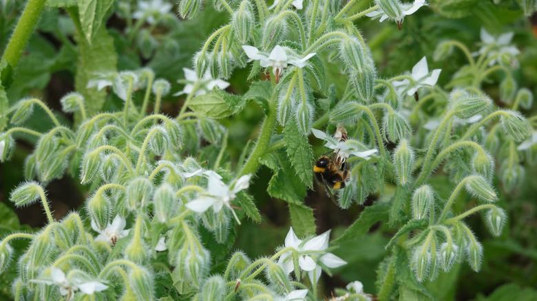 Bumblebee pollinating white borage flowers