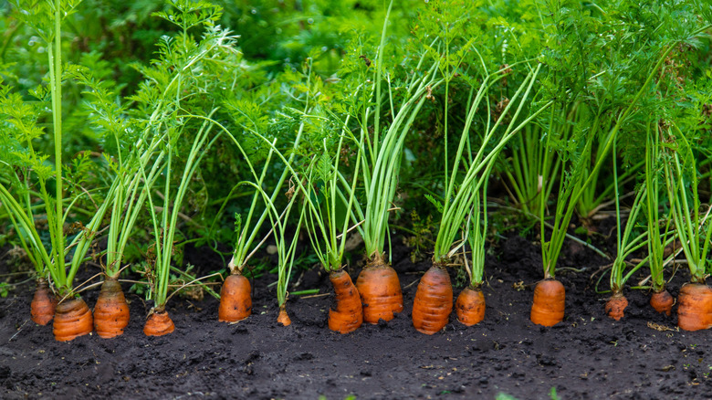 Carrots growing in a garden