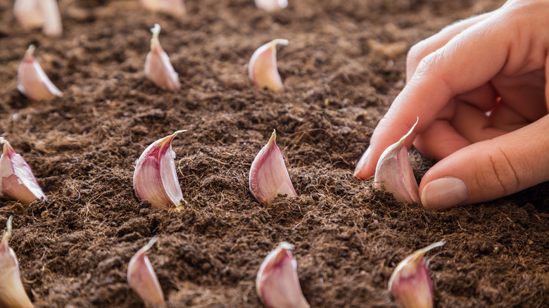 Woman's hand planting garlic cloves in soil