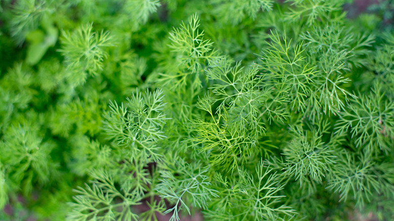 Overhead close-up view of dill plants