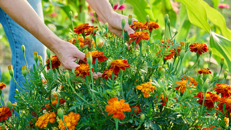 Woman's hands touching marigold plants in a garden