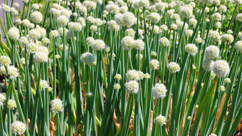 Flowering onion plants growing in a garden