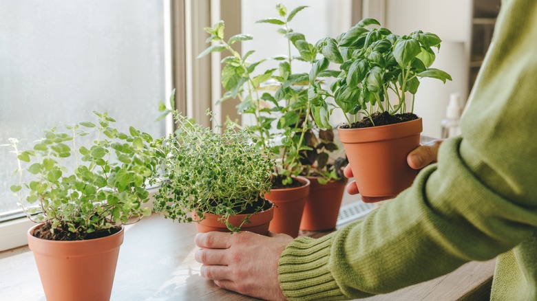 Herb pots on a windowsill, including basil, oregano, and thyme