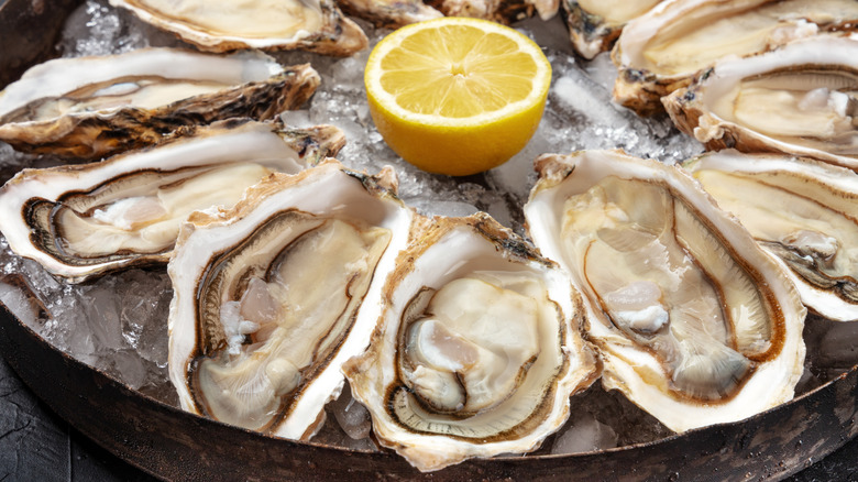 Oyster shells