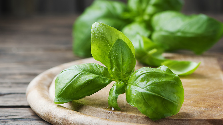 Close up on basil leaves