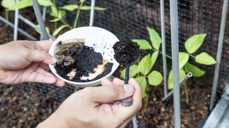 A person holds a bowl of coffee grounds in one hand, while spooning them onto plants with the other