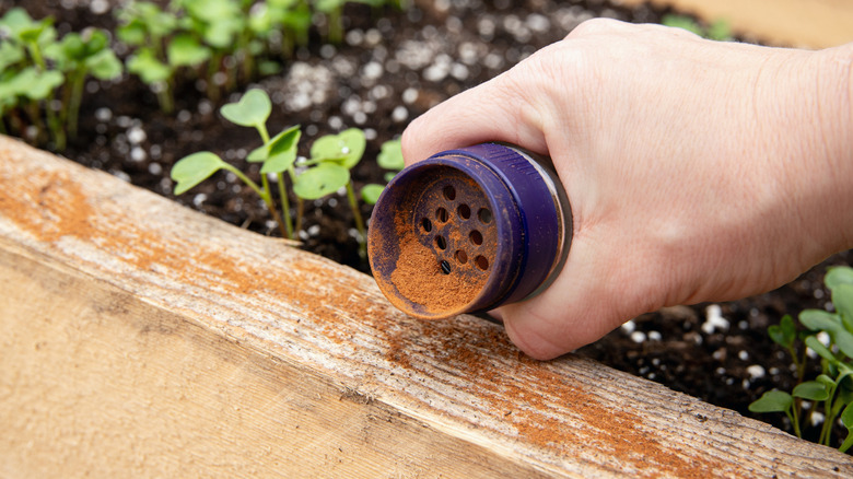 A hand shakes cinnamon from a jar along a wooden surface