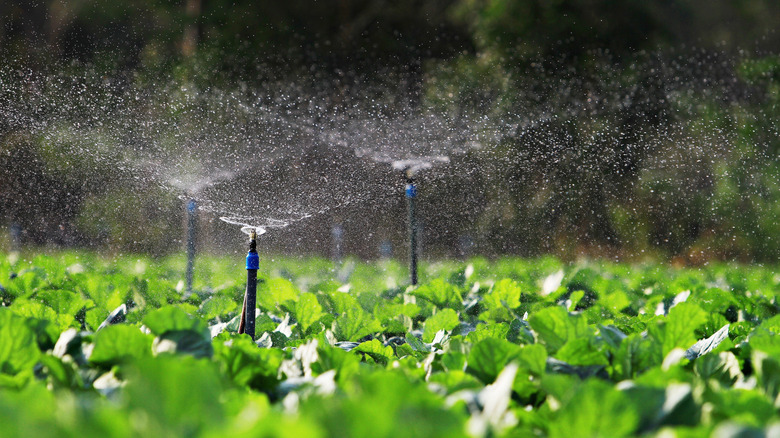 Automatic sprinklers watering leafy greens.