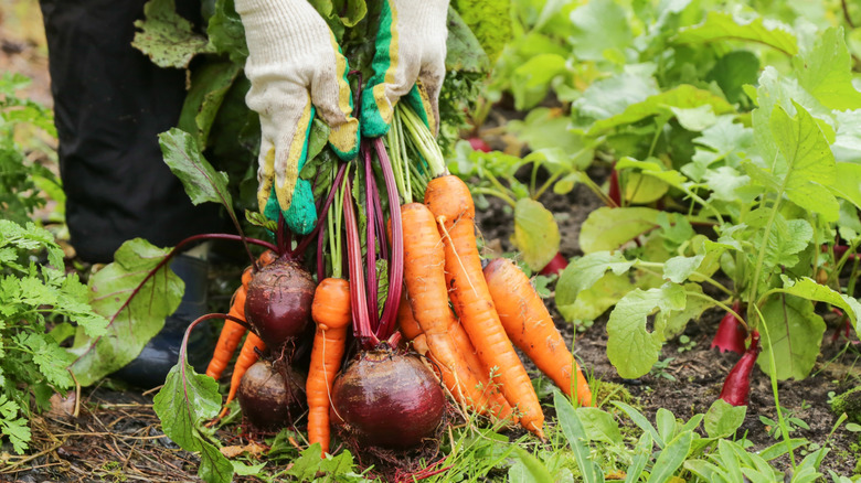 Gardener holding fresh beets and carrots in the garden.