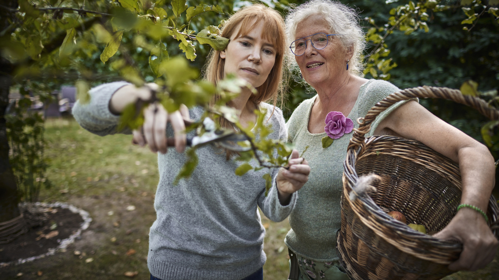 <a href="https://www.foodrepublic.com/1932451/which-fruit-tree-lives-longest/" target="_blank">This Fruit Tree Can Live Up To 400 Years In Your Garden</a>