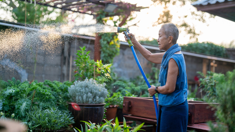 Gardener watering some plants in the afternoon