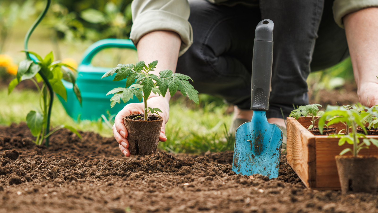 <a href="https://www.foodrepublic.com/1920049/how-often-water-vegetable-garden-tip/" target="_blank">This Is How Often You Should Water Your Vegetable Garden</a>