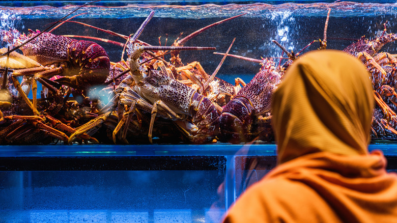 A customer choosing lobster from a live tank.