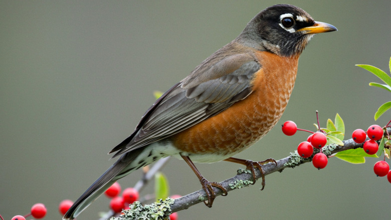 The American robin.