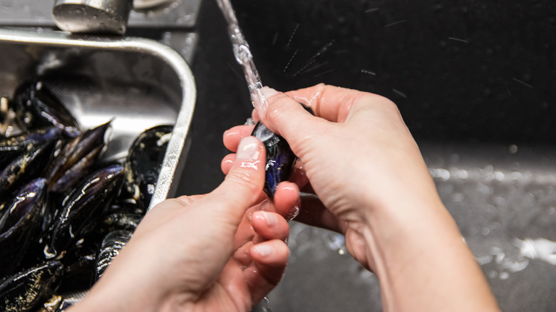 Washing mussels in sink