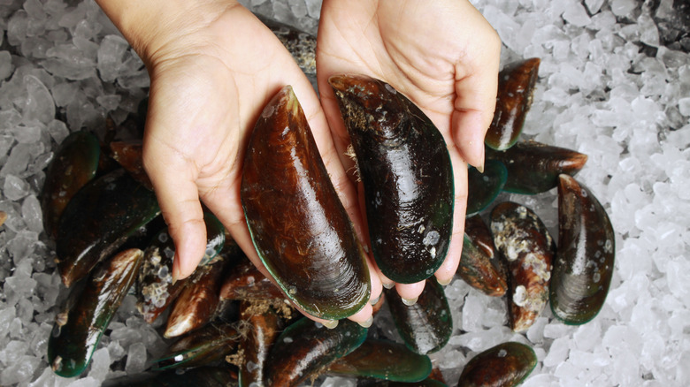 Hands holding fresh mussels over ice
