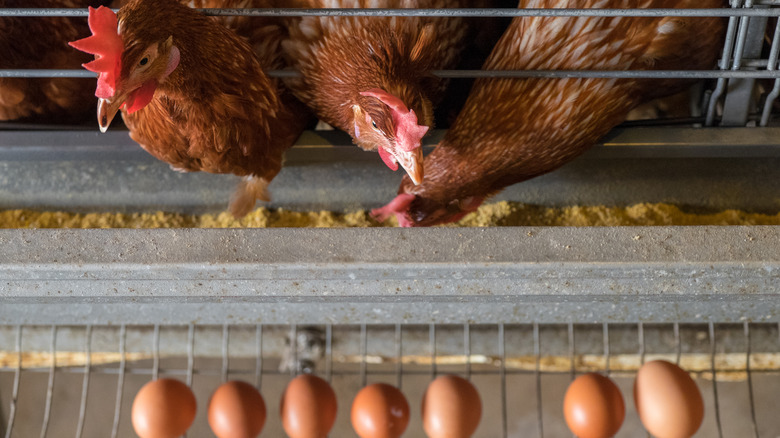 Chicken and eggs in chicken coop