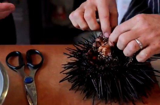 Video: How To Open A Sea Urchin And Not Bleed To Death