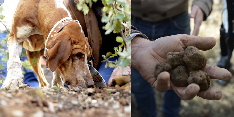 Walking The Forest With A Spanish Truffle Hunter