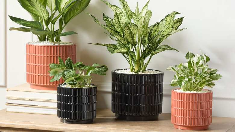 Several ceramic grid planters from Walmart with variegated plants.