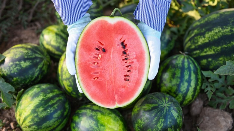 Holding half a watermelon