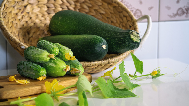 Freshly picked zucchini sits in a basket, while cucumbers sit next to them
