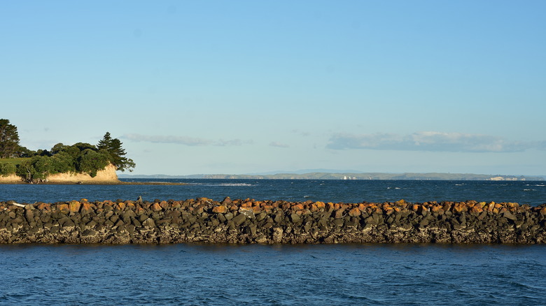 New Zealand reef covered in oysters
