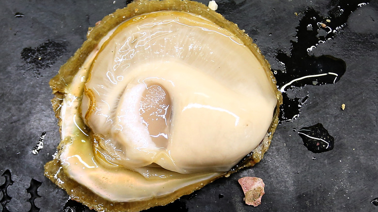 Bluff oyster on the half shell