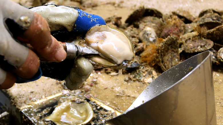 Shucking Bluff oyster
