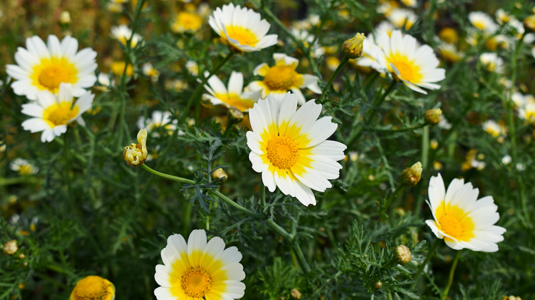 Chrysanthemum in garden