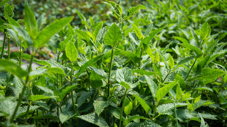 Crosnes plants growing