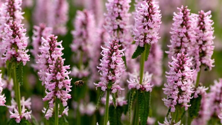 Flowering crosnes plants