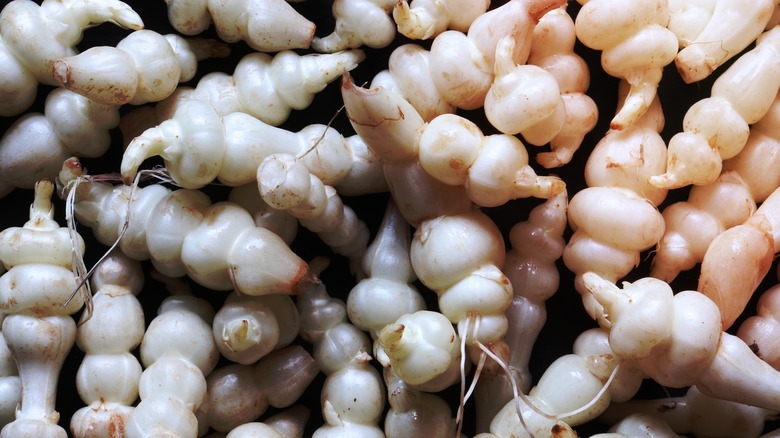 Close-up of crosnes pile