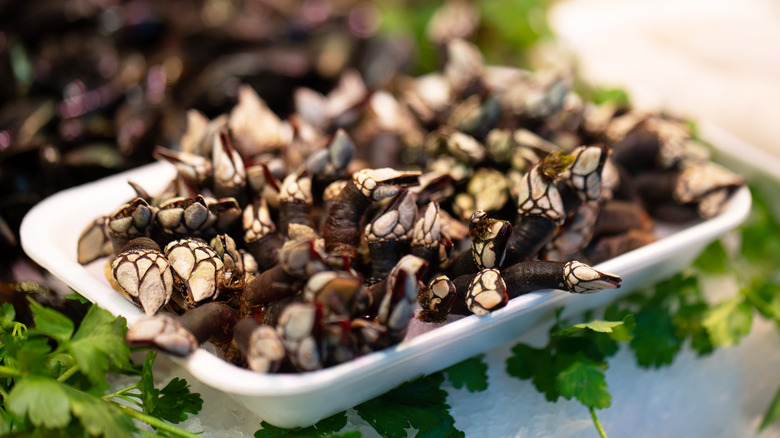 plate of gooseneck barnacles on top of leaves