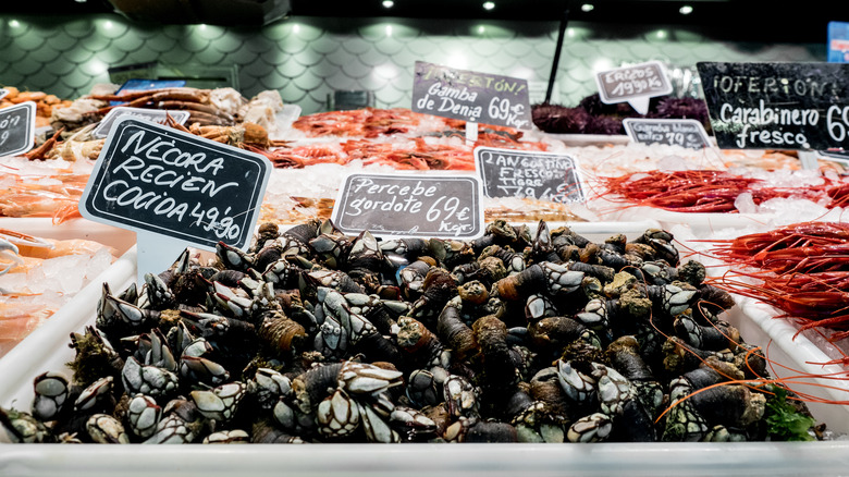 gooseneck barnacles for sale in market