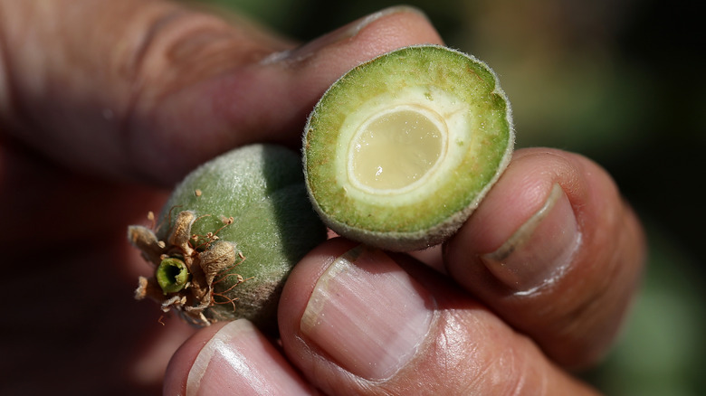 person holding a sliced green almond