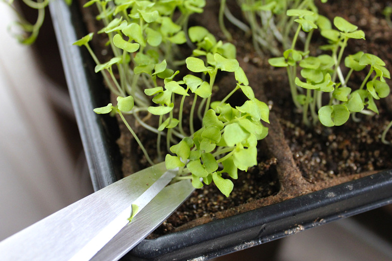 What Are Microgreens?