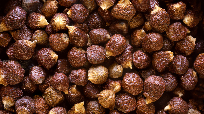 Grains of paradise