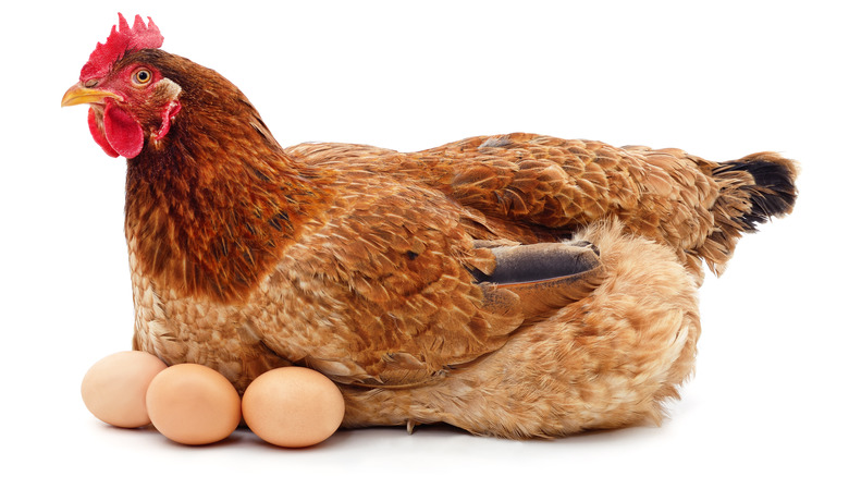 brown hen with brown eggs