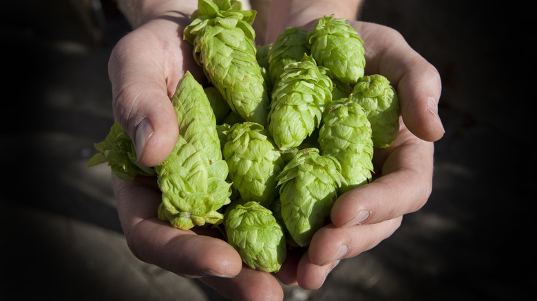 Handful of hops