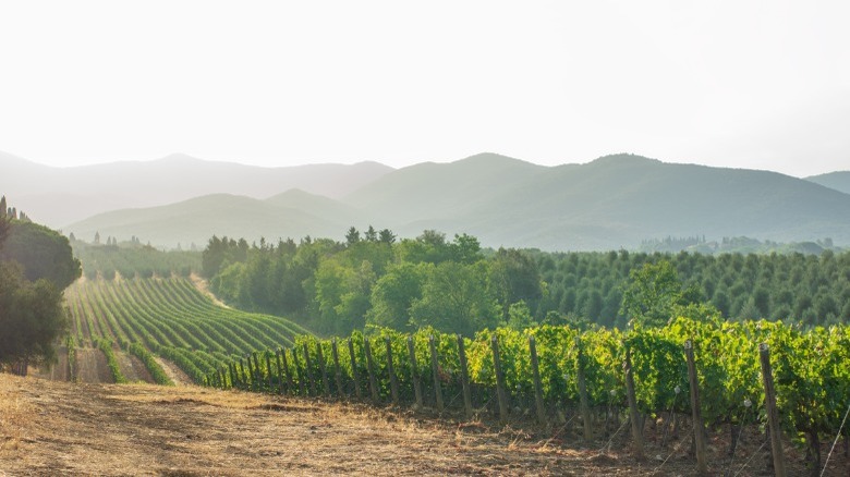 Vineyard against a mountain backdrop