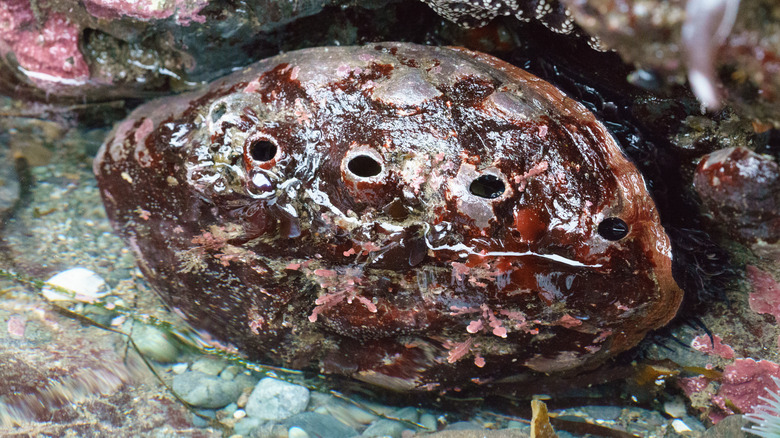 Large red abalone 